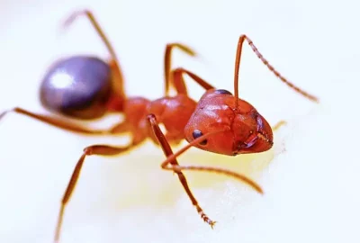 Mrówki w domu – sposoby na pozbycie się ich z mieszkania